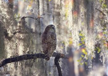 Barred Owl Perches on a Branch in Florida Wetlands