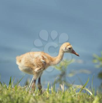 Sandhill Crane Chick in the grass near Florida lake