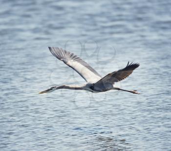 Great Blue Heron In Flight in Florida wetland