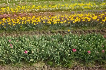 Field with colorful tulips and daffodil flowers