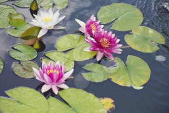 Pink and white Water Lily flowers in a pond