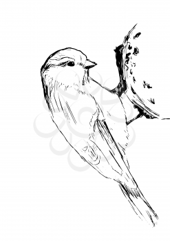 Sketch tit bird over white. Vector illustration EPS