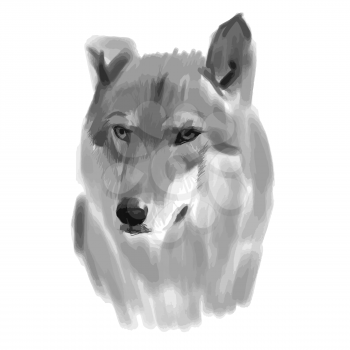 Vector sketch of a wolf face. Vector illustration