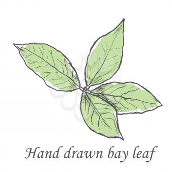 Hand drawn raw bay leafs sketch.  Vector illustration