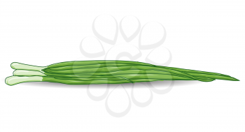 Green onion chives over white. Vector background