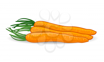 Freshness carrots over white background. Vector illustration