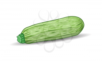 Green squash over white background. Vector background