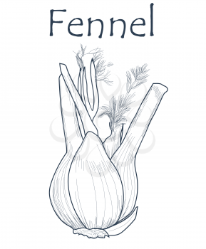 Hand drawn fennel over white background. Vector
