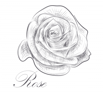 Hand drawn rose on white background. Vector