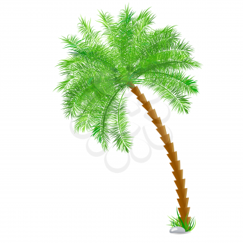Tropical palm tree over white. Vector background
