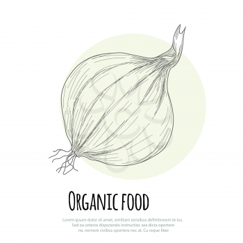 Hand drawn onion over white background. Vector illustration