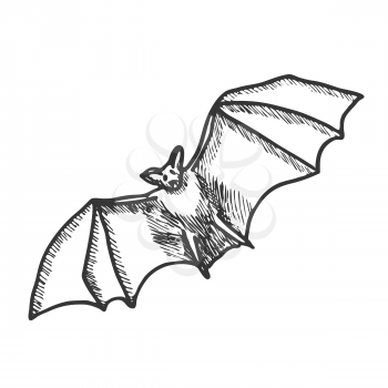 Hand drawn doodle Halloween bat. Black pen objects drawing. Design illustration for poster, flyer over white background.