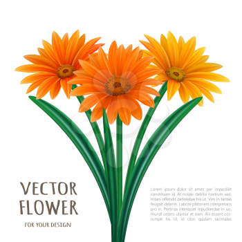Hand drawn vector realistic illustration of Gerbera Daisy flower isolated on white background.