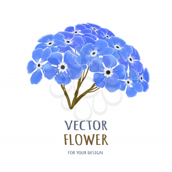 Hand drawn vector realistic illustration of Forget-me-nots flower isolated on white background.