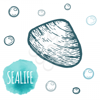 Seashell collection hand drawn aquatic doodle vector illustration. Sketch. Ocean life.