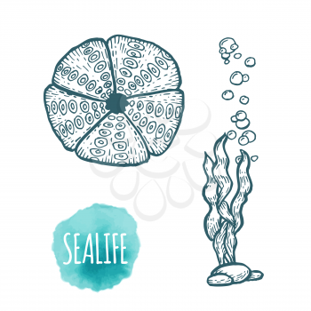 Sea urchin drawing on white background. Hand drawn outline seafood illustration.