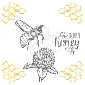 Hand drawn bee and clover over white background. Vector illustration