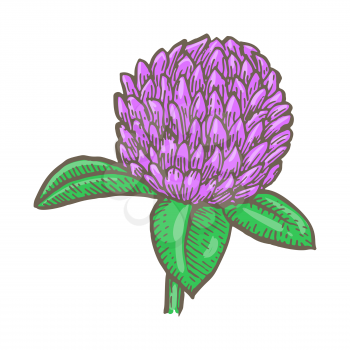 clover flower isolated on white background. Simple botanical illustrations set. Hand drawn sketch of a Trifolium