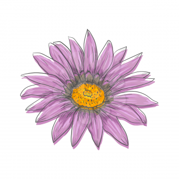 Hand drawn vector pen and ink illustration of Gerbera Daisy flower in Vintage style isolated on white background.