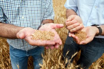 Two farmers with grain of wheat in their hands