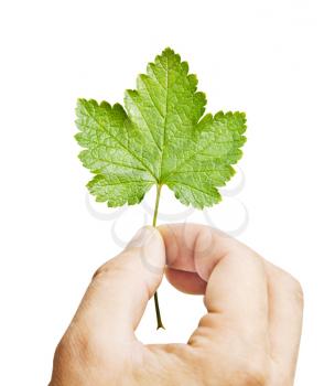 Fresh green leaf in hand, isolated on white