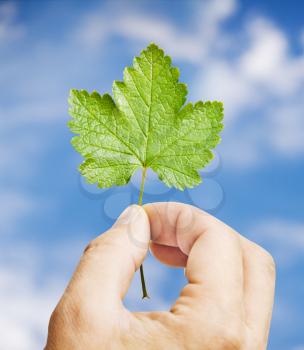 Fresh green leaf in hand, blue sky on background