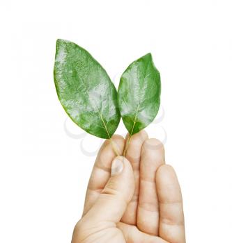 Fresh green leaves in hand, isolated on white