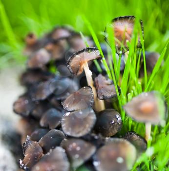 Fungus in grass