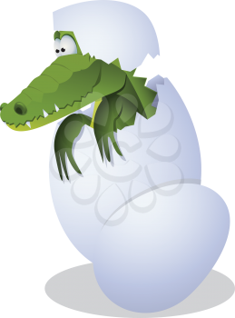 Royalty Free Clipart Image of a Hatching Alligator