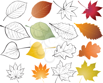 Set of leaves. Color and outline vector illustrations