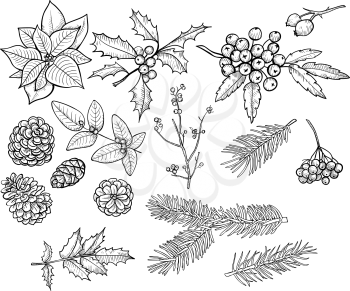 Leaves, twigs and berries - design element in pencil drawing outline style