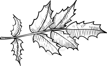 Leaves, twigs - design element in pencil drawing outline style