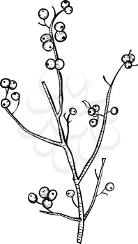 Twigs and berries - design element in pencil drawing outline style