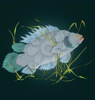 Royalty Free Clipart Image of a Fish Underwater