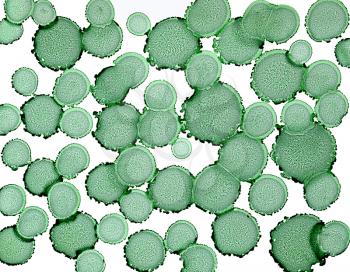 Paint spots green round on white.Colorful background hand drawn with bright inks and watercolor paints. Color splashes and splatters create uneven artistic modern design.