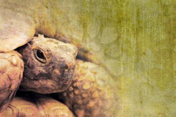 Grunge picture of an old tortoise