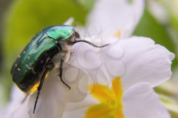 The Flower Chafer is a beautiful shiny emerald green and quite large beetle.