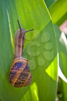 snail in a garden