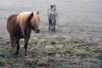 Vintage horse in a frozen prairie