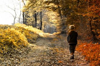 A young child walking in forest - autumn season