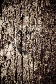 An old wood texture - close up