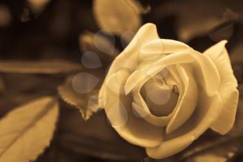 close up picture of a rose - vintage concept