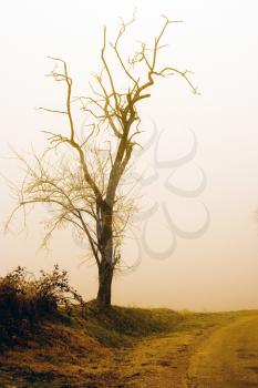 vintage picture of autumn tree in the fog