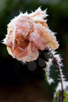 A frozen rose in winter