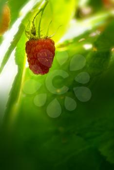 A raspberry on green background