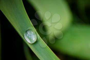 water drop on a herb - Ecology concept