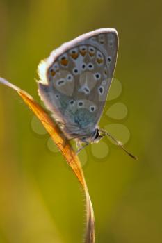 Polyommatus icarus in the morning light