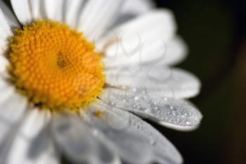 daisy under the sun with dewdrop