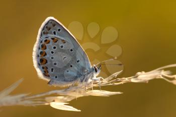 Butterfly - Polyommatus icarus - in the morning light