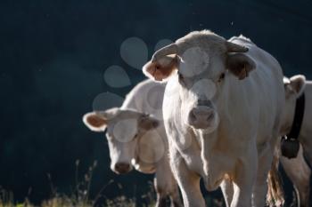 white cows in a prairie